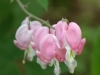 Top rated - Дамско сърце - Dicentra spectabilis Dicentra4.JPG