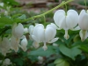 Top rated - Дамско сърце - Dicentra spectabilis Dicentra_spectabilis.jpg