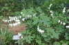 Top rated Dicentra_spectabilis22.jpg