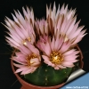 Top rated 503SP_Echinocactus_knippellianus_810top.jpg