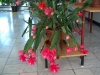Most viewed +Kaktus_sevcovsky_(fylokaktus)_-_Epiphyllum_hybridum2.jpg