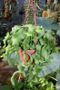 Most viewed Epiphyllum_guatemalense_var__monstrosa.jpg