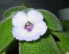 Top rated episcia.jpg