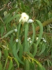 Top rated - Евкалипт - Eucalyptus  Eucalyptus_globulus_flowers_leaves.jpg