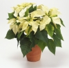 Коледна звезда - Euphorbia pulcherrima  859189.JPG