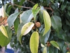 Most viewed Ficus_Benjamina_fig_fruit.jpg