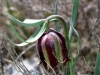 Most viewed - СНИМКИ ОТ САЙТА CVETQ.INFO Fritillaria_nigra__ssp__boissieri.jpg