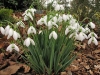 Top rated sizedGalanthus__Galatea_2593.jpg