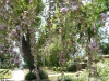Most viewed - Ботаническа градина - Балчик Garden_Balchik061.jpg