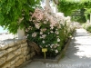 Most viewed - Ботаническа градина - Балчик Garden_Balchik075.jpg