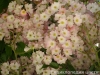 Most viewed - magnolia's Gallery Garden_Balchik076.jpg