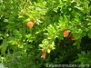 Most viewed - magnolia's Gallery Garden_Balchik159.jpg