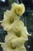 Most viewed - Гладиола - Gladiolus  50381319.JPG