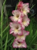 Most viewed - Гладиола - Gladiolus  Gladiolus_cultivar_Priscilla.jpg