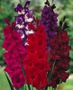 Top rated Prod_GladiolusSunsetMix.jpg