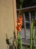 Most viewed - Гладиола - Gladiolus  orange_glad2.jpg