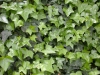 Most viewed - Бръшлян - Hedera  Hedera_helix_HAHNS.JPG