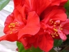 Last additions - Китайска роза (хибискус) - Hibiscus 104152.jpg