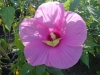 Last additions - Китайска роза (хибискус) - Hibiscus Hibiscus-SulphurButterfly1.jpg