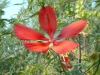 Most viewed - Китайска роза (хибискус) - Hibiscus Hibiscus_coccineus__Scarlet_Rosemallow__Texas_Star_Hibiscus.jpg
