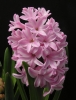 Top rated - Зюмбюл - Hyacinthus  2424622151_1d76eaaf82_o.jpg