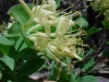 Most viewed lonicera_albiflora.jpg