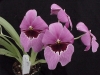 Last additions Miltonia_Meadowdale__Pink_Panther_.JPG