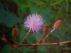 Top rated - Мимоза - Mimosa pudica  2232246764_bece4446d4.jpg