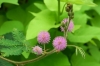Top rated Flor_Mimosa_Pudica.jpg