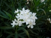 Most viewed Nerium_oleander.jpg