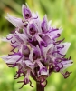 Most viewed Orchis_simia1.jpg