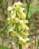 Most viewed - Маймунска орхидея - Orchis simia observer Orchis_simia2.jpg