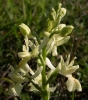 Most viewed - Маймунска орхидея - Orchis simia observer Orchis_simia3.jpg