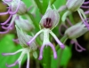 Most viewed - Маймунска орхидея - Orchis simia observer Orchis_simia4.jpg