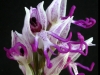 Last comments Orchis_simia5.jpg