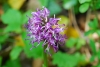 Top rated Orchis_simia6.jpg