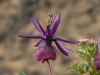 Пасифлора - Passiflora Passiflora12.jpg