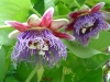 Пасифлора - Passiflora Passiflora13.jpg