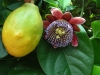 Last additions Passiflora17.jpg
