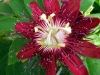 Пасифлора - Passiflora Passiflora7.jpg