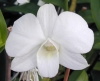 Most viewed - Фалаенопсис - Phalaenopsis  Den__phalaenopsis_alba.jpg