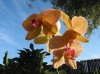 Last additions - Фалаенопсис - Phalaenopsis  phalaenopsis-orchid.jpg