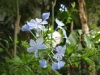 Most viewed - Плумбаго - Plumbago  Copia_di_plumbago_capense_20061030175946_Copia_di_plumbago_capense.JPG