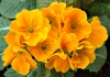 Most viewed Primula1.jpg