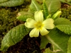 Last additions - Иглика (Примула) - Primula primula_vulgaris.jpg