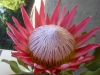 Top rated - Протея - Protea  King_Protea_Pag.jpg