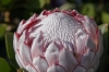 Most viewed - Протея - Protea  Protea1.jpg