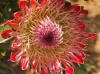 Most viewed - Протея - Protea  proteab.jpg