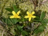 Last additions - Лютиче - Ranunculus occidentalis-2.jpg