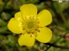 Most viewed - Лютиче - Ranunculus ranunculus_flammula_1304.jpg